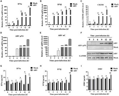 Cholesterol 25-hydroxylase suppresses avian reovirus replication by its enzymatic product 25-hydroxycholesterol